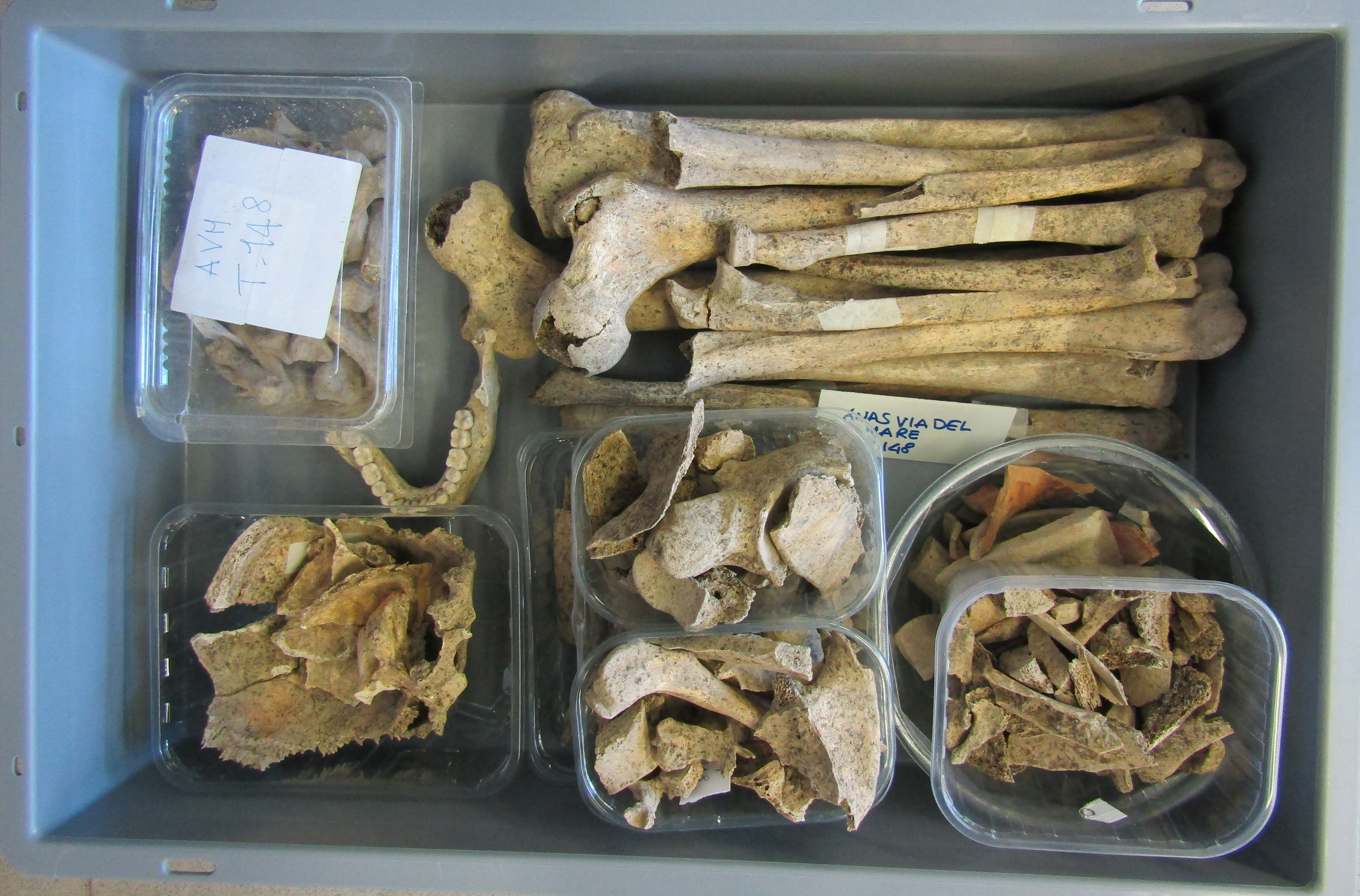 singolo reperto antropologico, reperto osteo-dentario (PERIODIZZAZIONI/ STORIA/ Età antica/ Età romana/ Età romana imperiale)