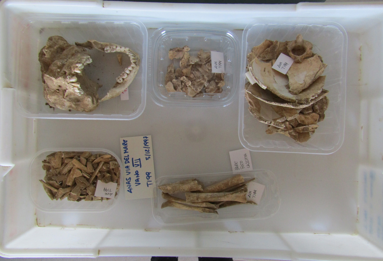 singolo reperto antropologico, reperto osteo-dentario (PERIODIZZAZIONI/ STORIA/ Età antica/ Età romana/ Età romana imperiale)