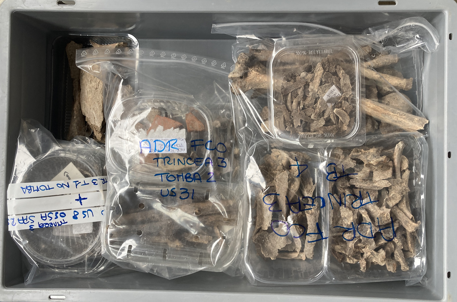 singolo reperto antropologico, reperto osteo-dentario (morfologia naturale, inumato) (PERIODIZZAZIONI/ STORIA/ Età antica/ Età romana/ Età romana imperiale/ Età tardoimperiale)