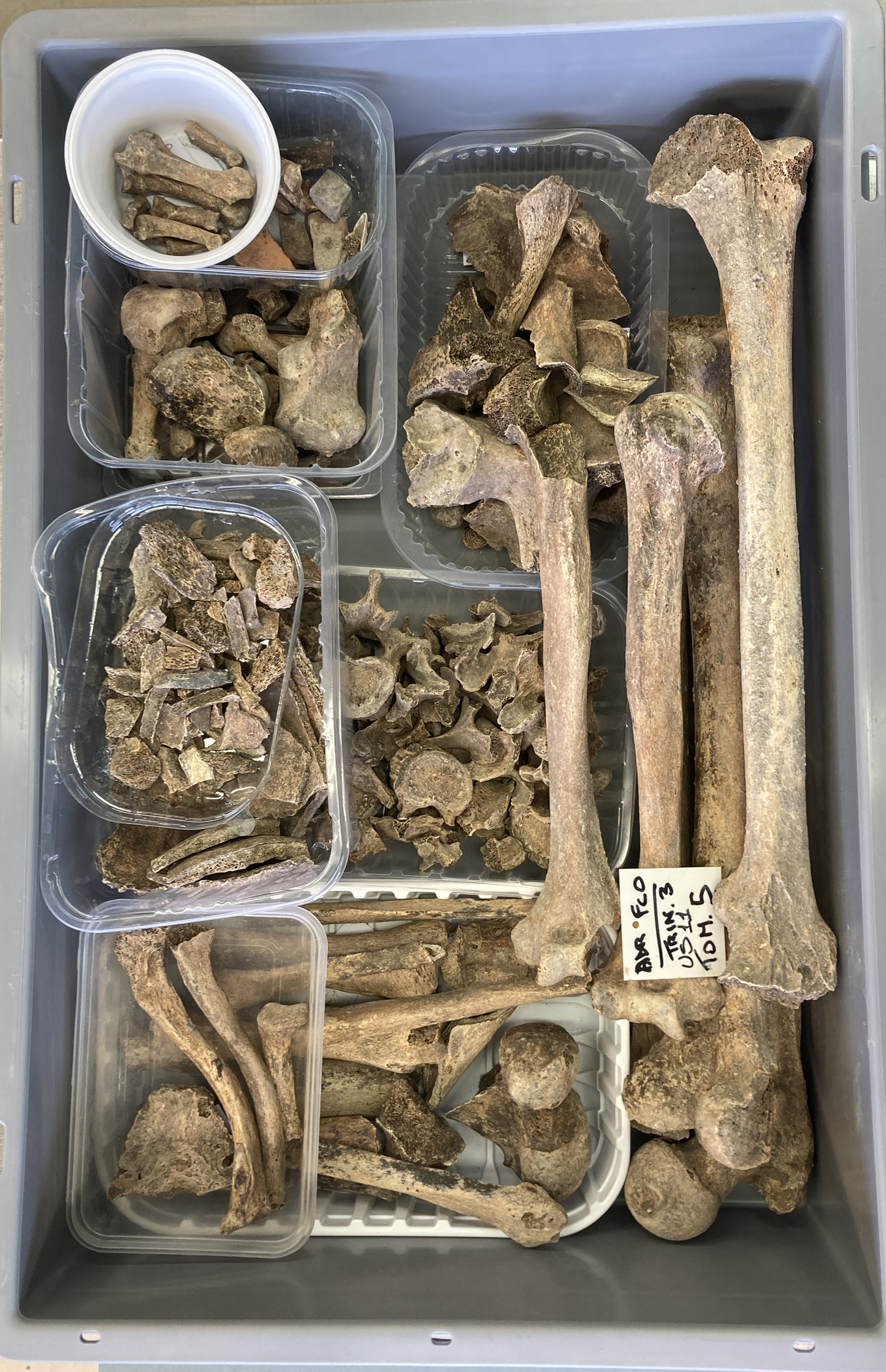 singolo reperto antropologico, reperto osteo-dentario (morfologia naturale, inumato) (PERIODIZZAZIONI/ STORIA/ Età antica/ Età romana/ Età romana imperiale/ Età tardoimperiale)