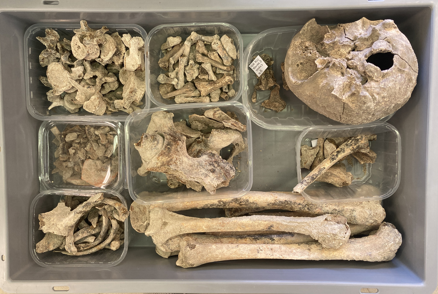 singolo reperto antropologico, reperto osteo-dentario (morfologia naturale, inumato) (PERIODIZZAZIONI/ STORIA/ Età antica/ Età romana/ Età romana imperiale/ Età tardoimperiale)