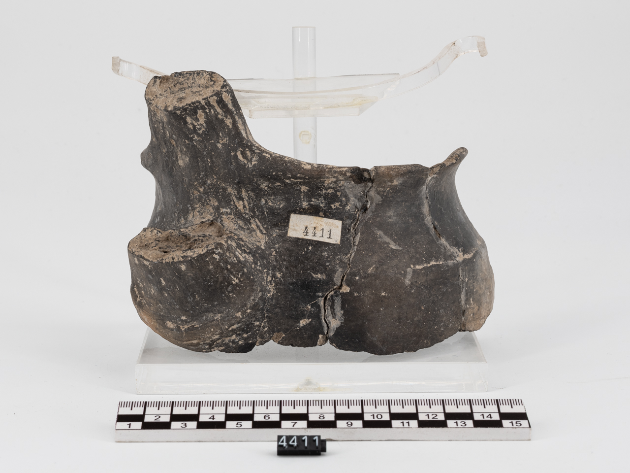 ciotola/ carenata (Età del Bronzo medio)