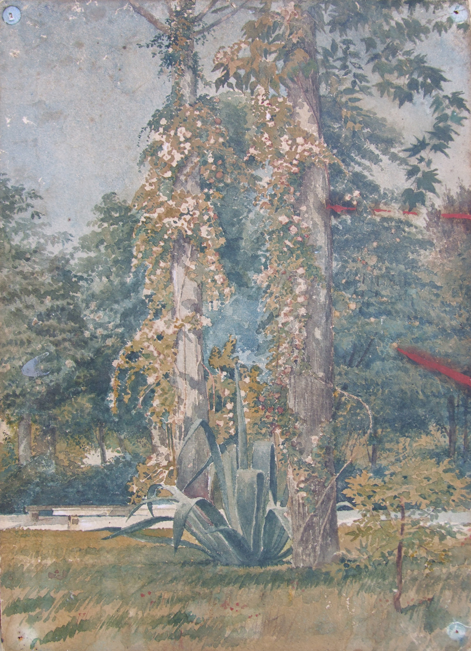 Studio di piante in un giardino, giardino con piante ornamentali (dipinto) di Aldi Pietro (XIX)