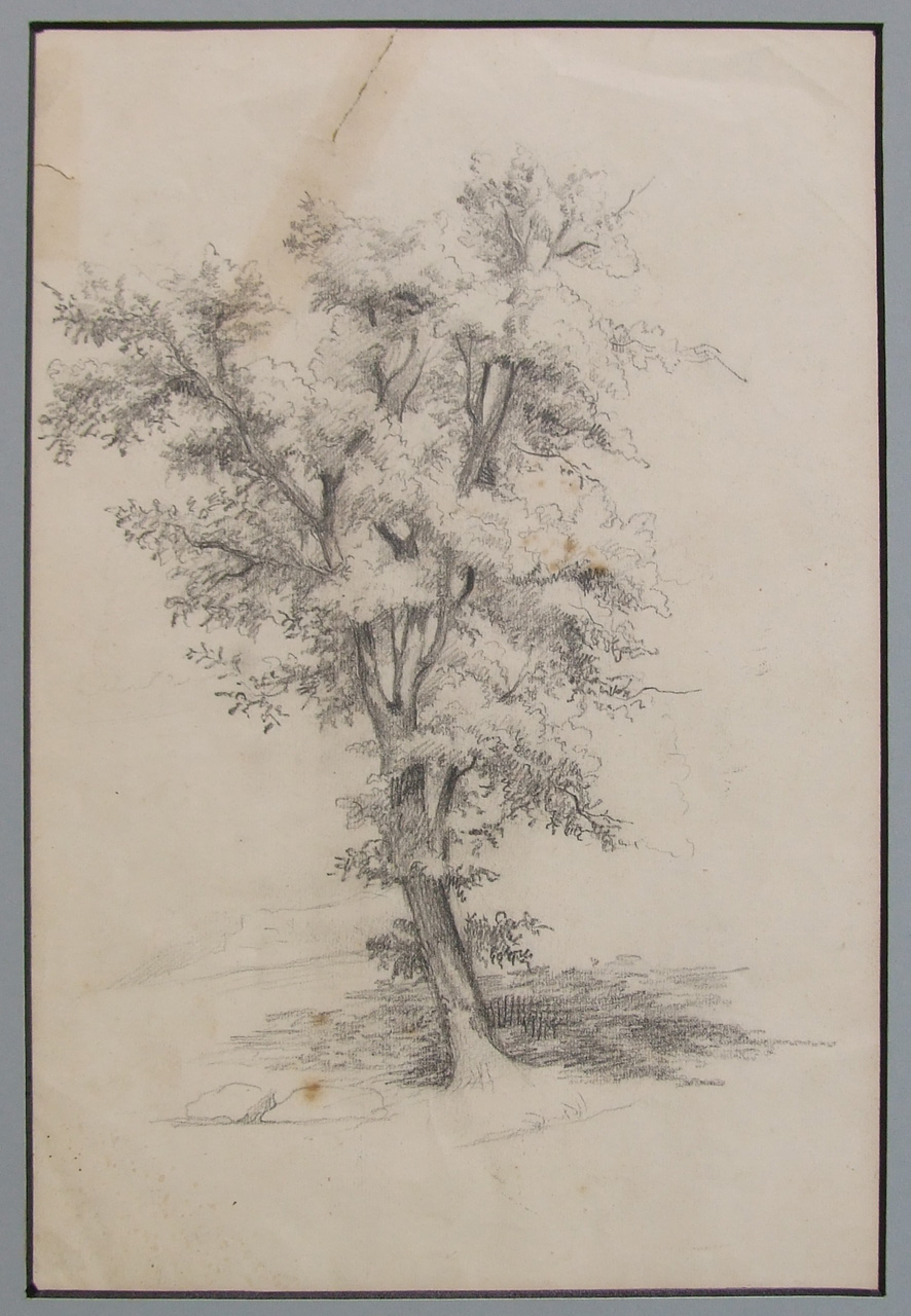 Studio di albero, albero (disegno) di Aldi Pietro (XIX)