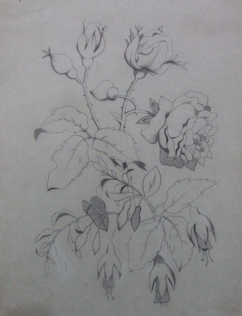 studio di rose e fucsie (disegno) di Aldi Pietro (XIX)