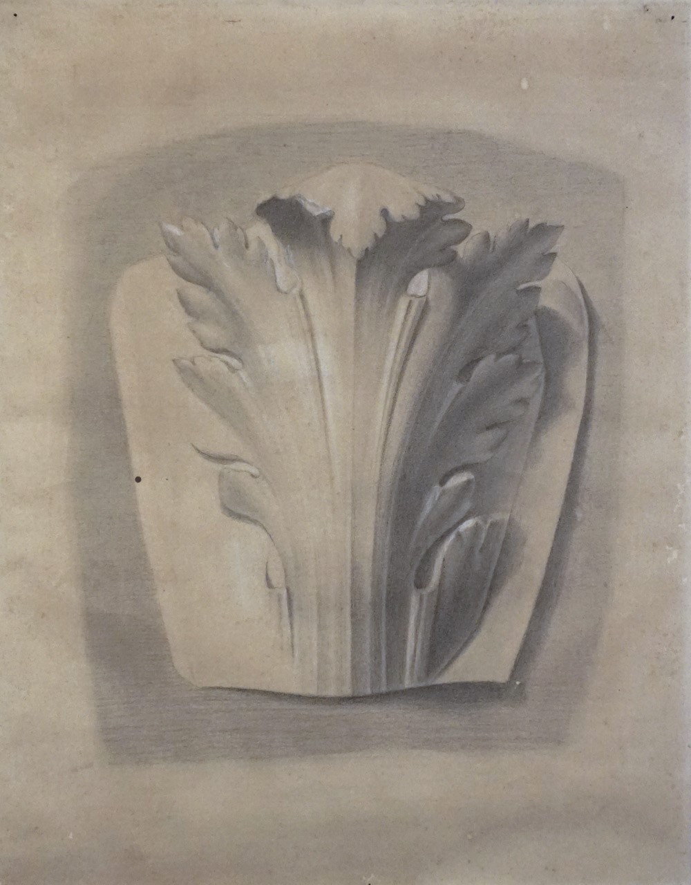 Foglia d'acanto in gesso, elemento decorativo a foglia d'acanto (disegno) di Aldi Pietro (XIX)