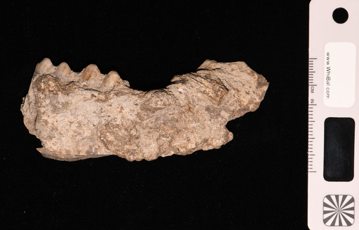 resti faunistici (PERIODIZZAZIONI/ PROTOSTORIA/ Età del Bronzo)