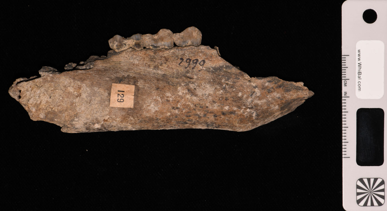 resti faunistici (PERIODIZZAZIONI/ PROTOSTORIA/ Età del Bronzo)