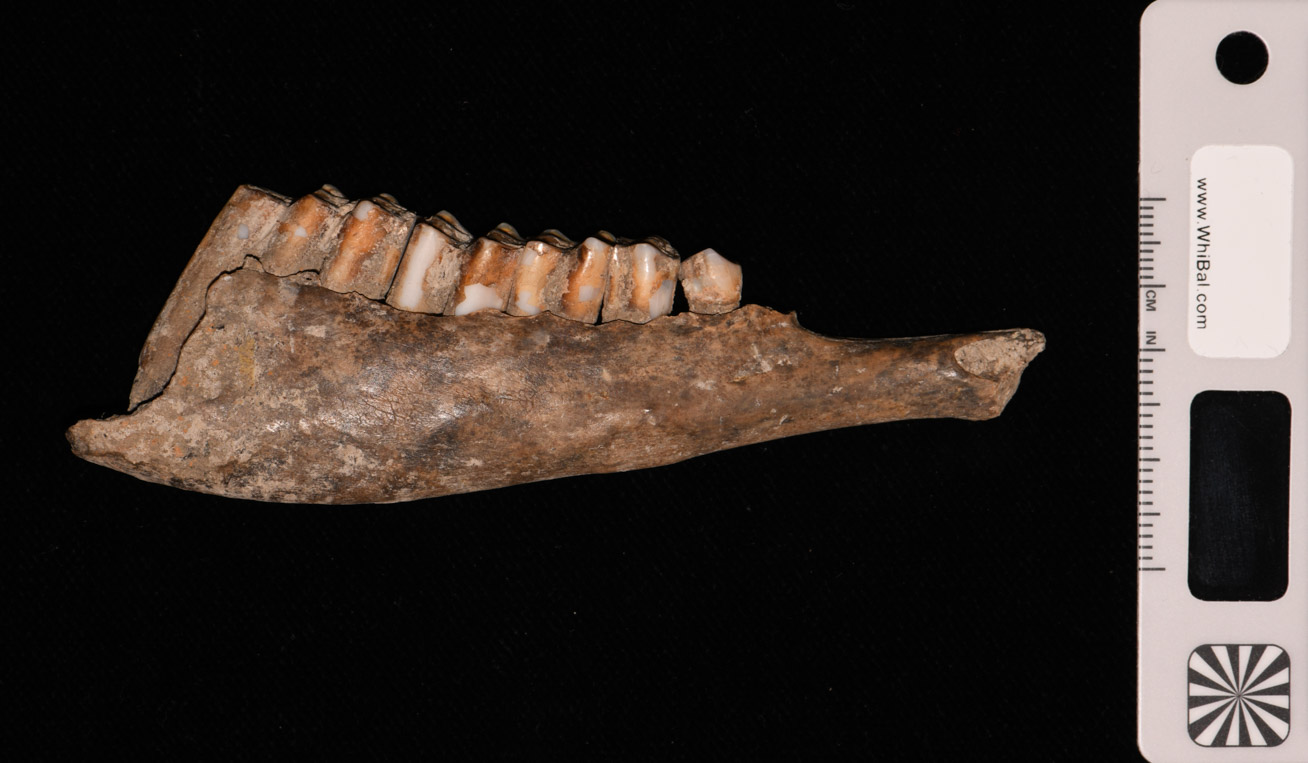 resti faunistici (PERIODIZZAZIONI/ PROTOSTORIA/ Età del Bronzo)