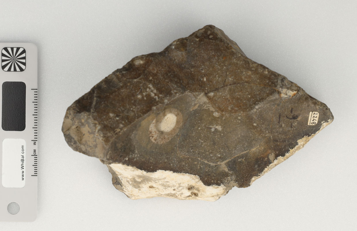 strumento (PERIODIZZAZIONI/ PREISTORIA/ Paleolitico)