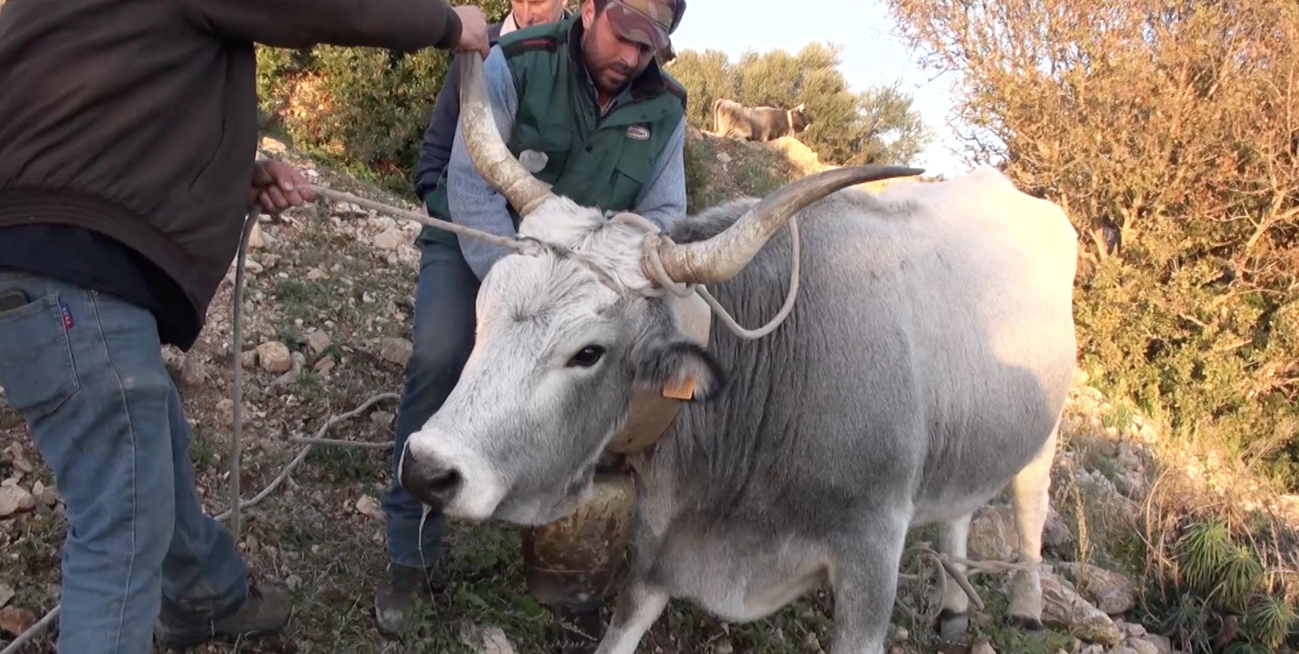 Transumanza di bovini podolici da San Mauro Forte a Ginosa: presa di una vacca con fune e rimozione della campana #scasatora#, TECNICHE
