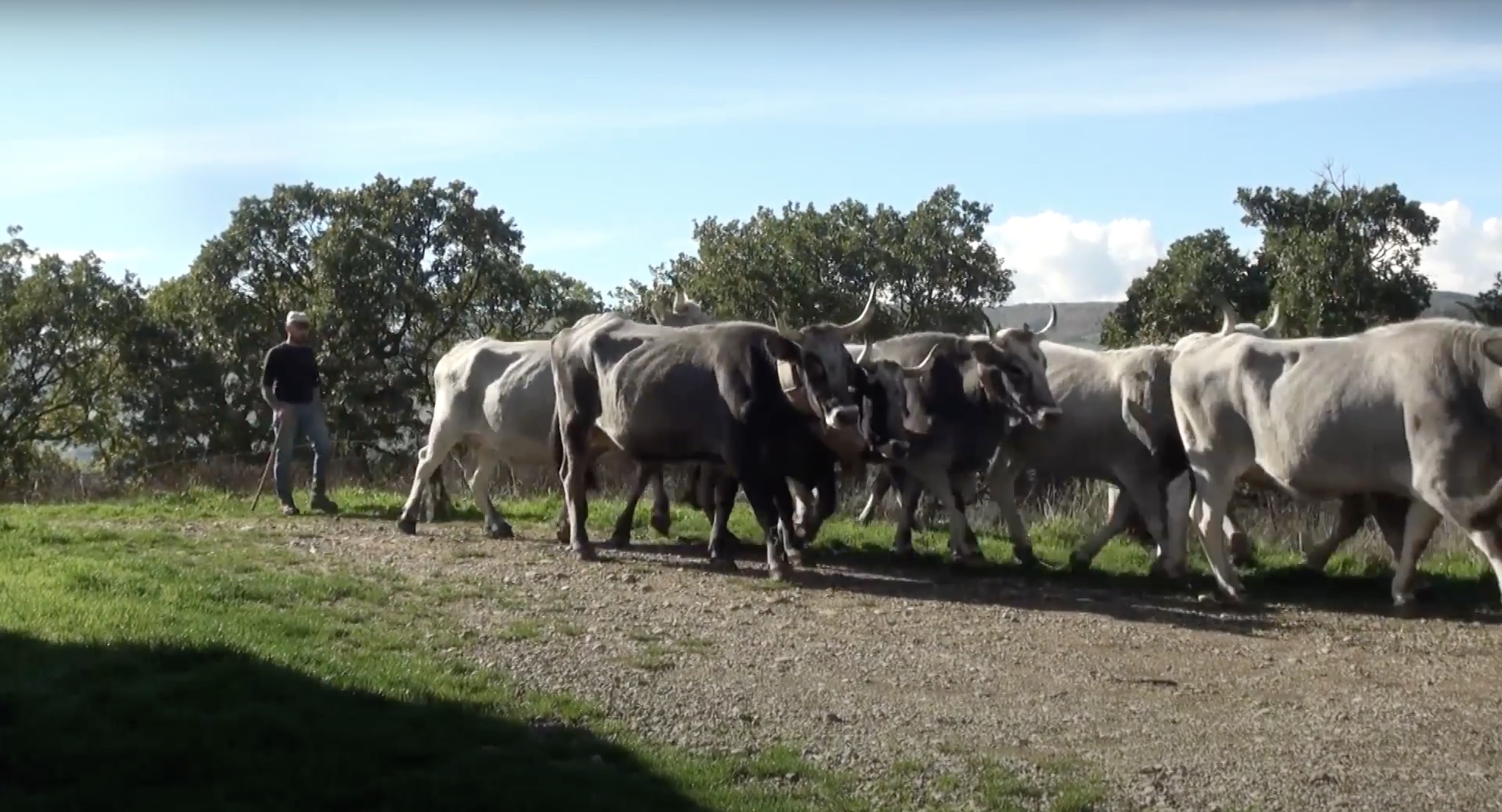 Transumanza di bovini podolici nel territorio di Tricarico: vacche in cammino su sentieri, TECNICHE