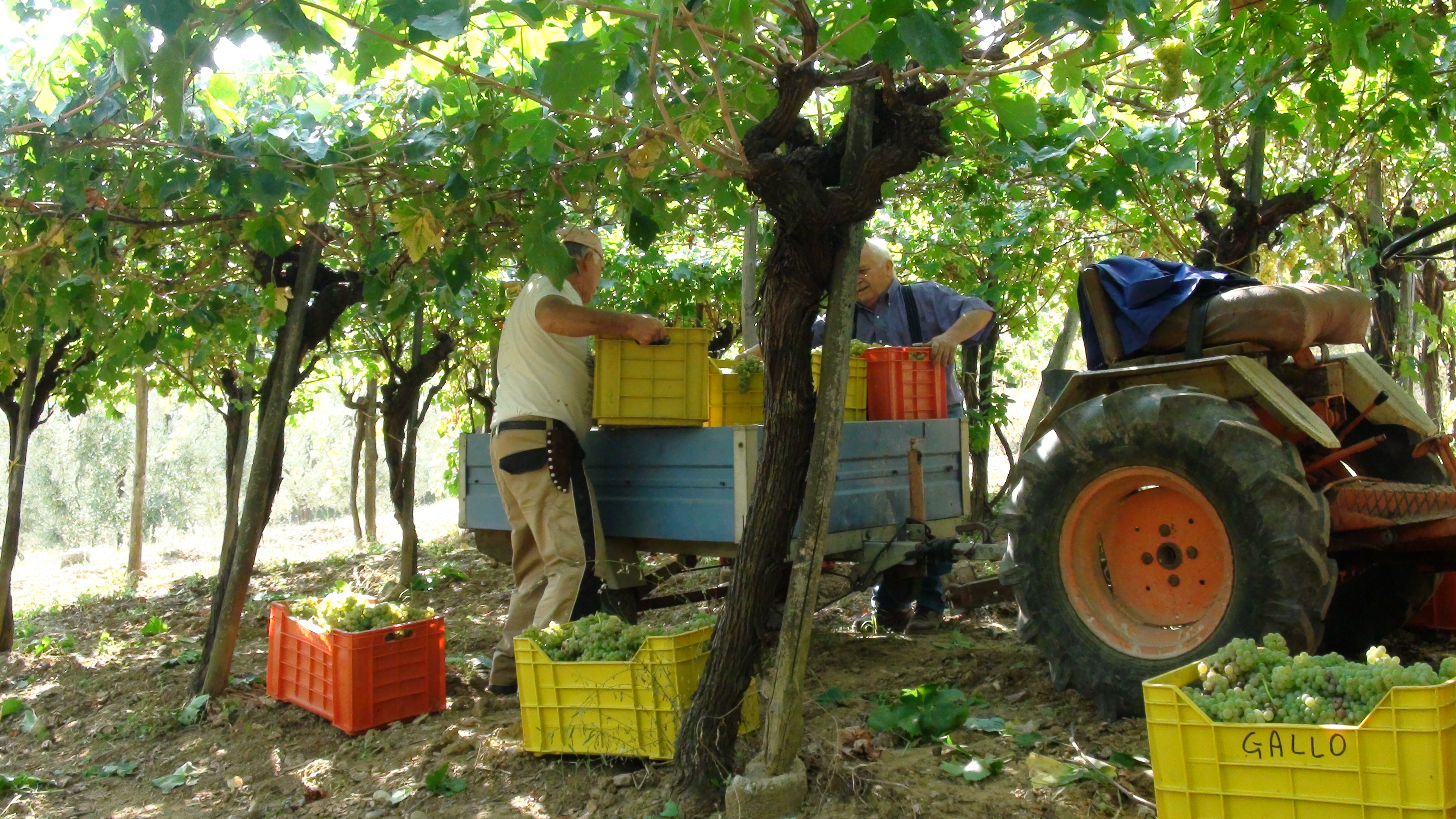 Vendemmia Gallo: trasporto dell'uva dalla vigna alla cantina, TECNICHE