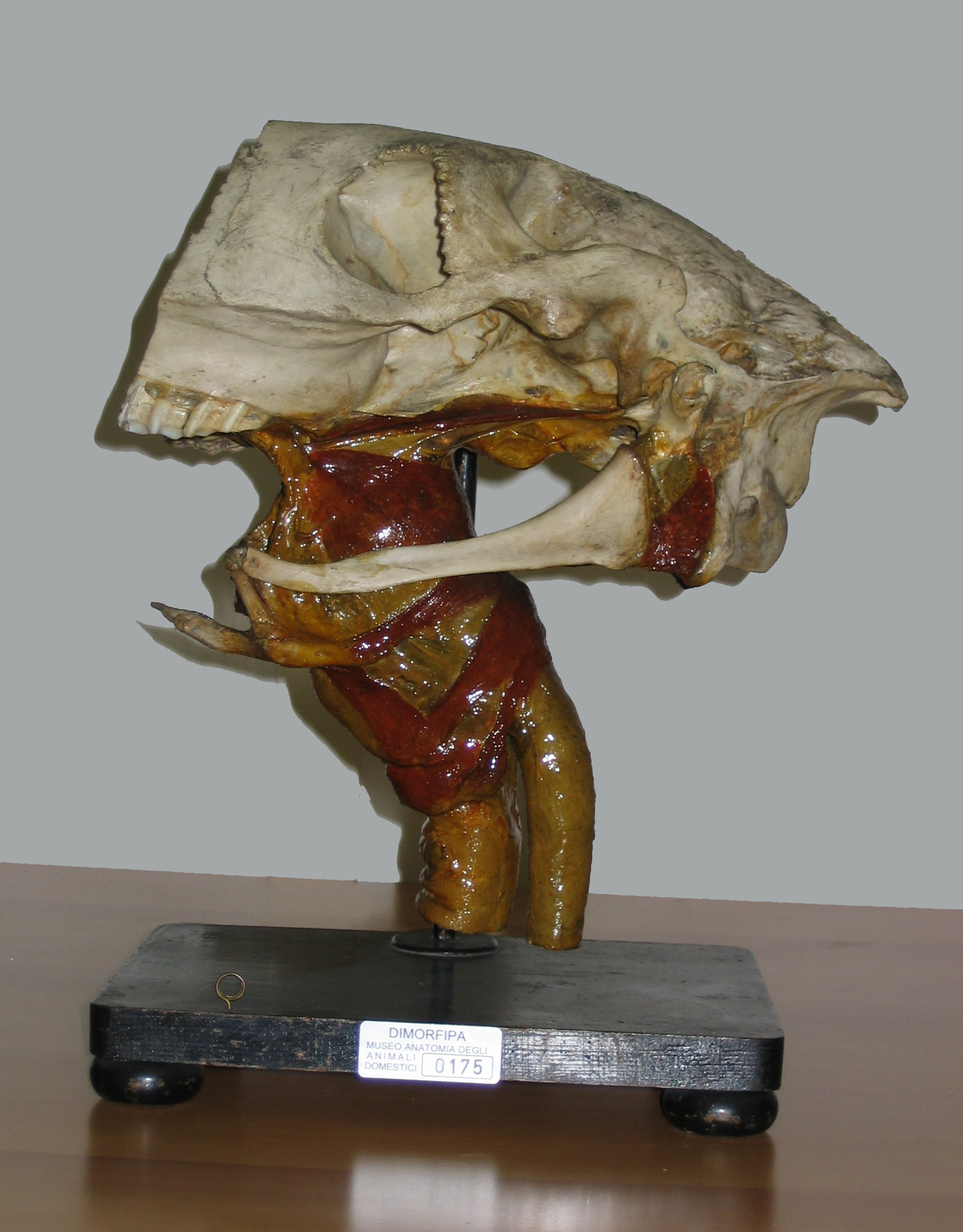 VERTEBRATI/ MAMMIFERI/ asino (esemplare)