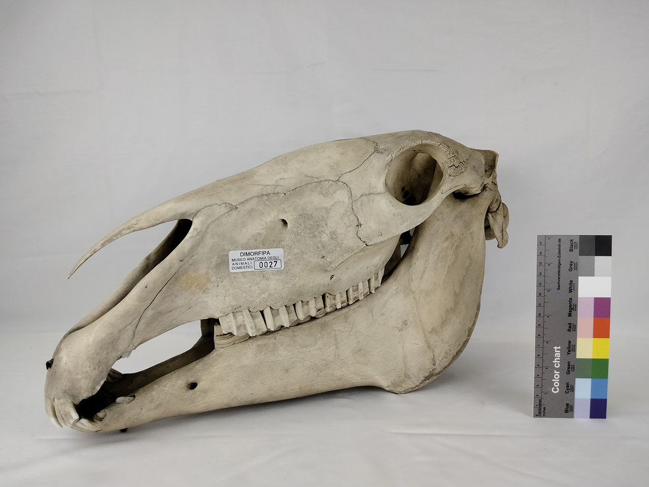 VERTEBRATI/ MAMMIFERI/ cavallo (esemplare)