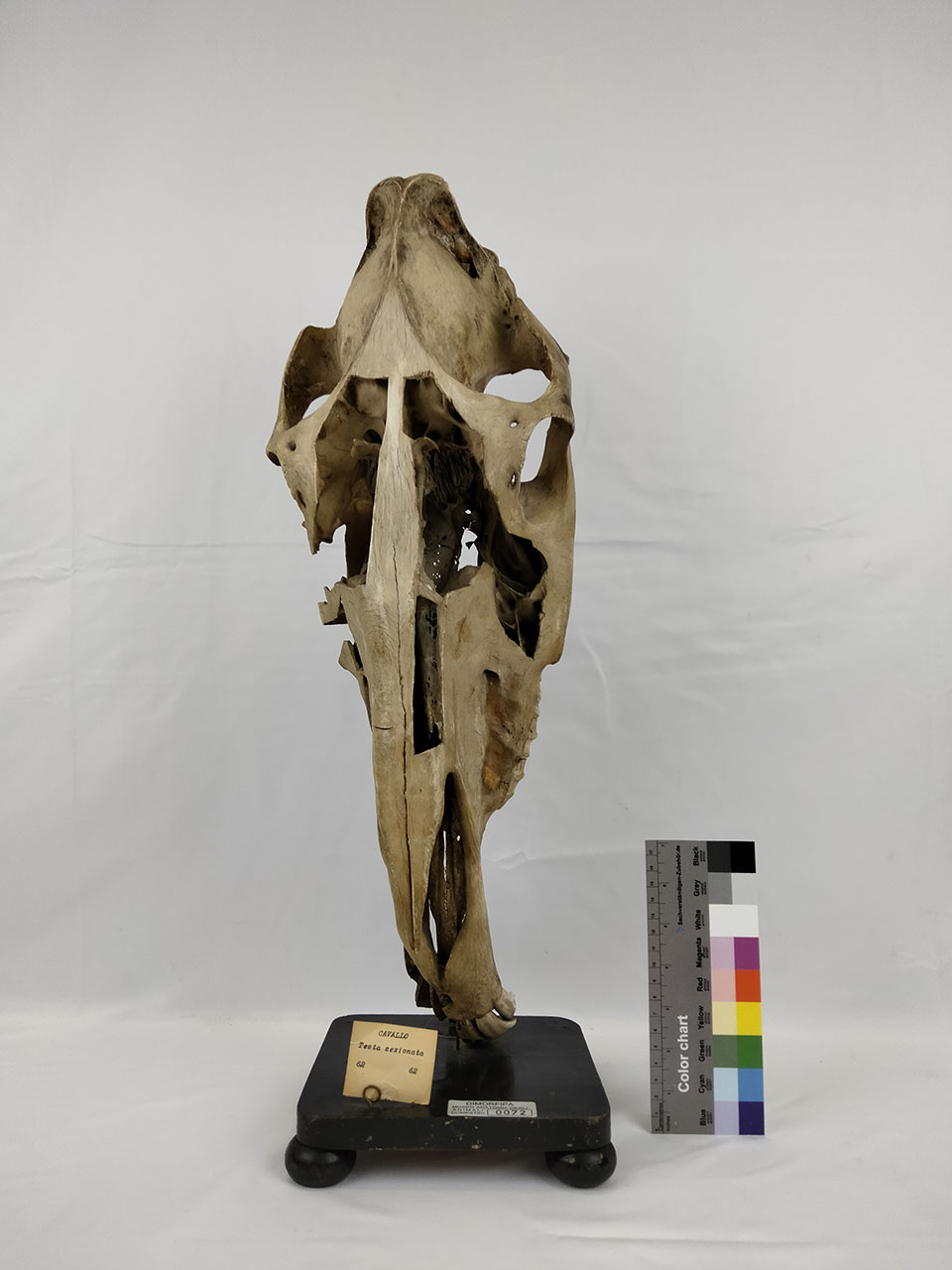 VERTEBRATI/ MAMMIFERI/ cavallo (esemplare)