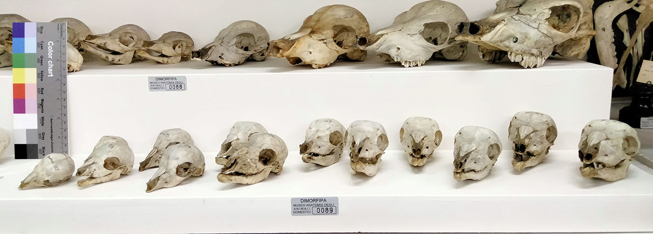 VERTEBRATI/ MAMMIFERI/ ovino (serie)