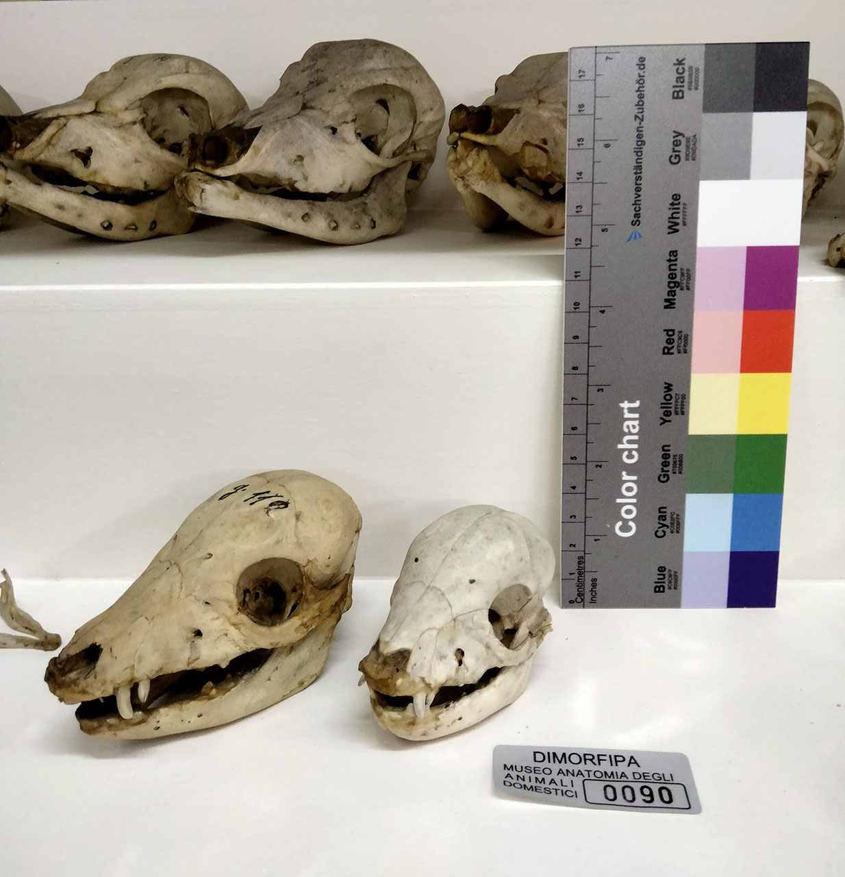VERTEBRATI/ MAMMIFERI/ suino (serie)