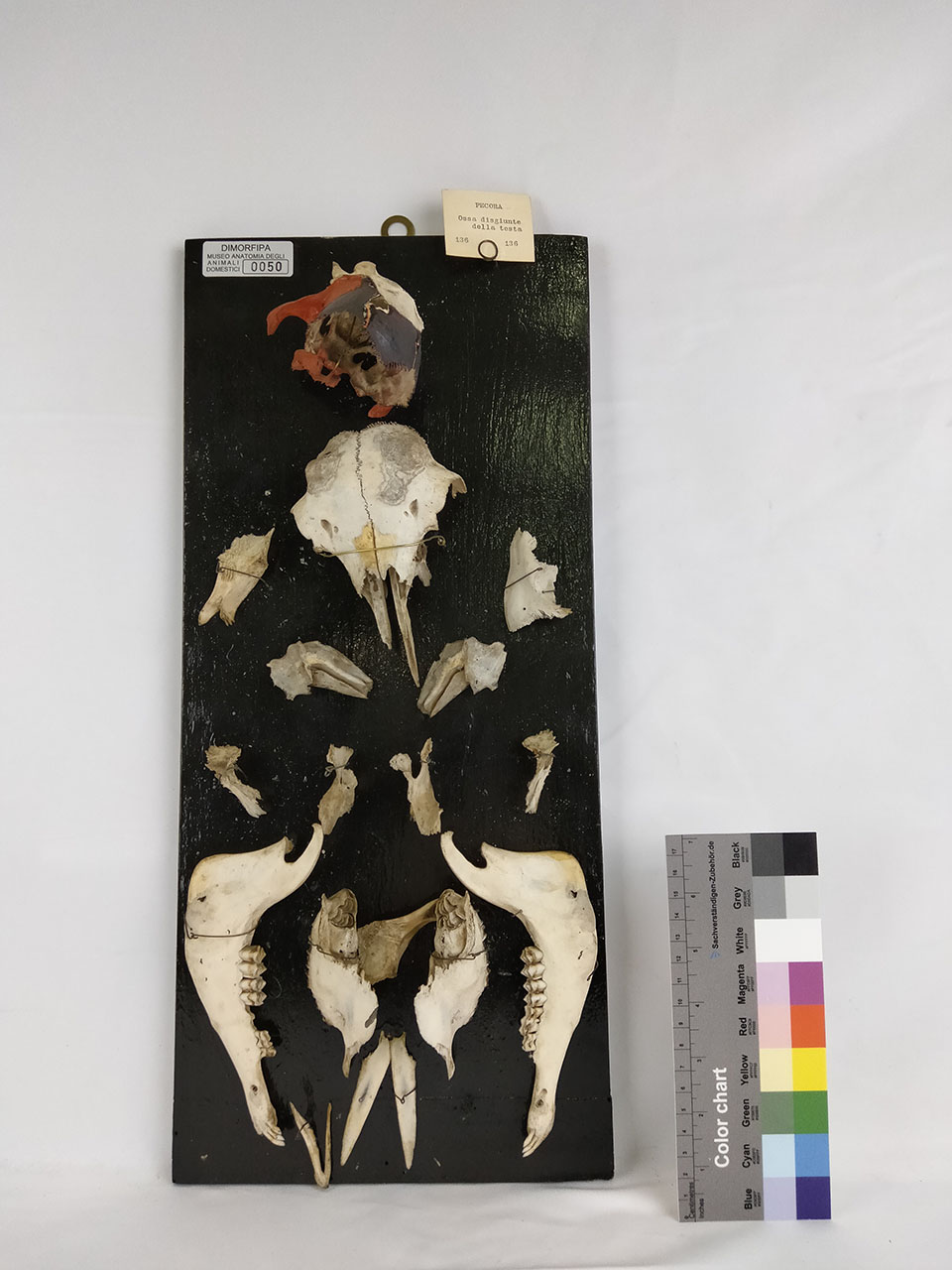 VERTEBRATI/ MAMMIFERI/ pecora (serie)