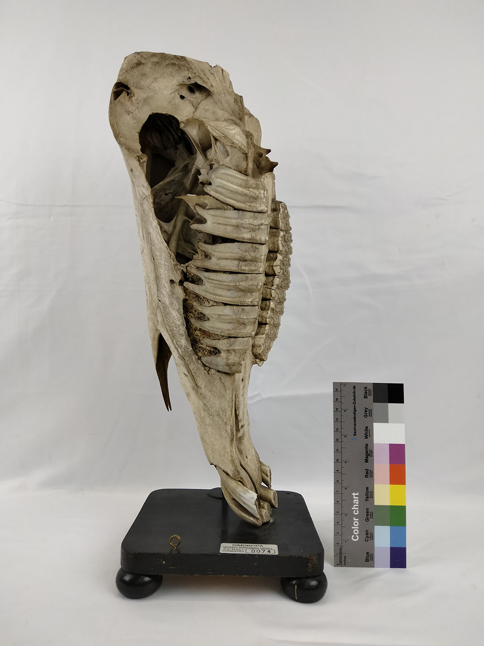 VERTEBRATI/ MAMMIFERI/ cavallo (esemplare)