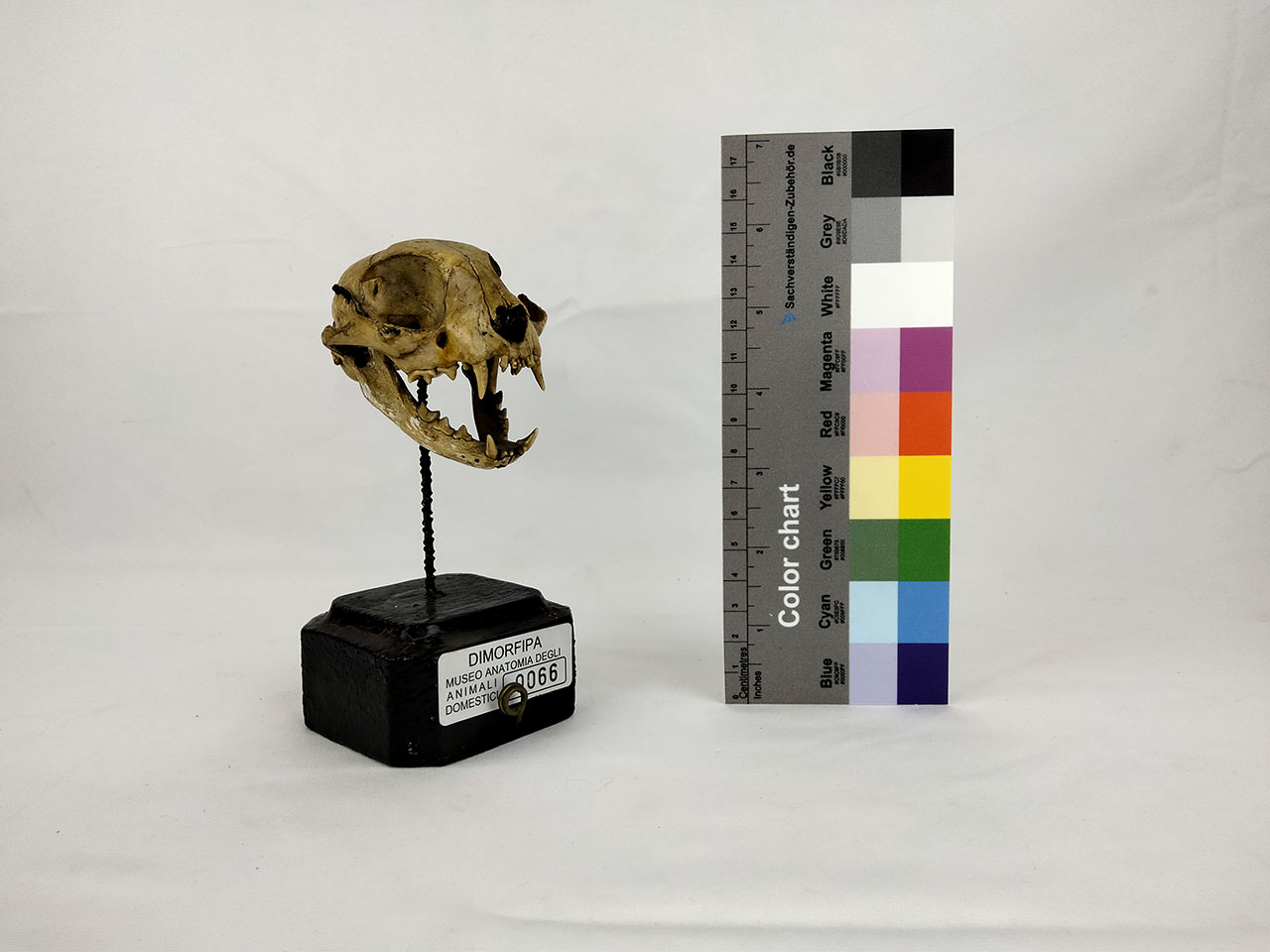 VERTEBRATI/ MAMMIFERI/ gatto (esemplare)