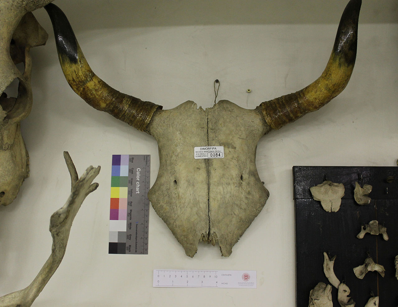 VERTEBRATI/ MAMMIFERI/ bovino (esemplare)