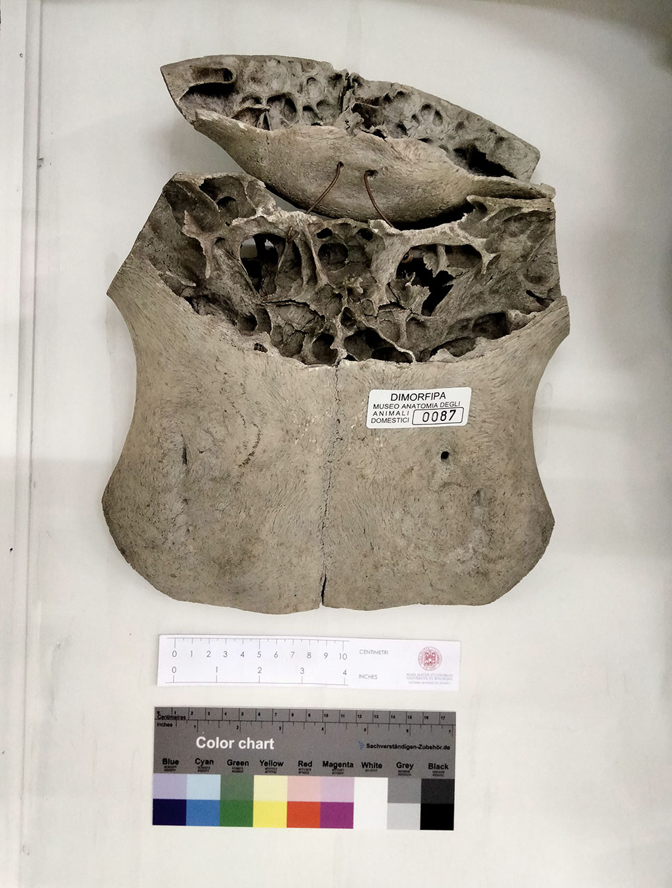 VERTEBRATI/ MAMMIFERI/ bovino (esemplare)