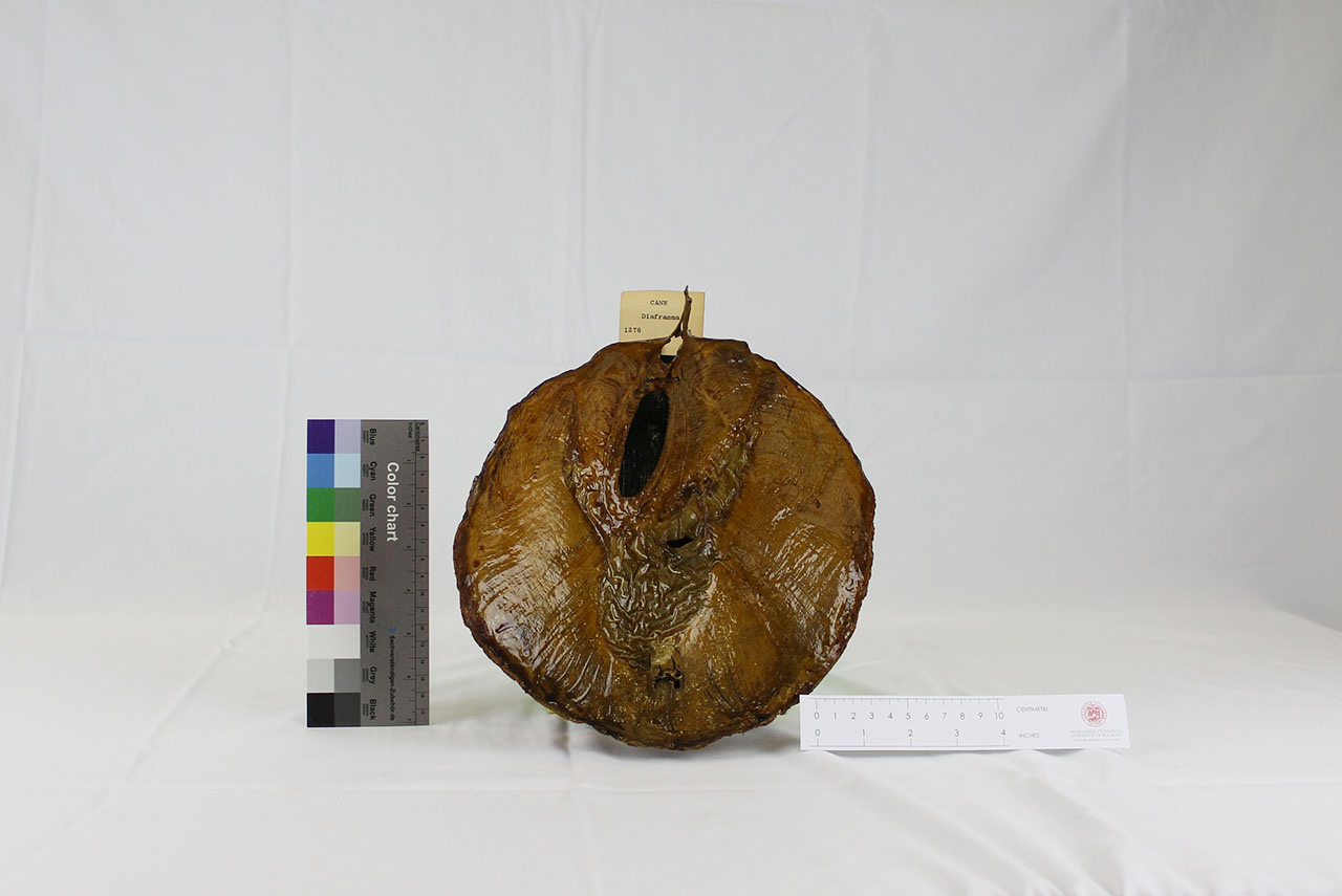 VERTEBRATI/ MAMMIFERI/ cane (esemplare)