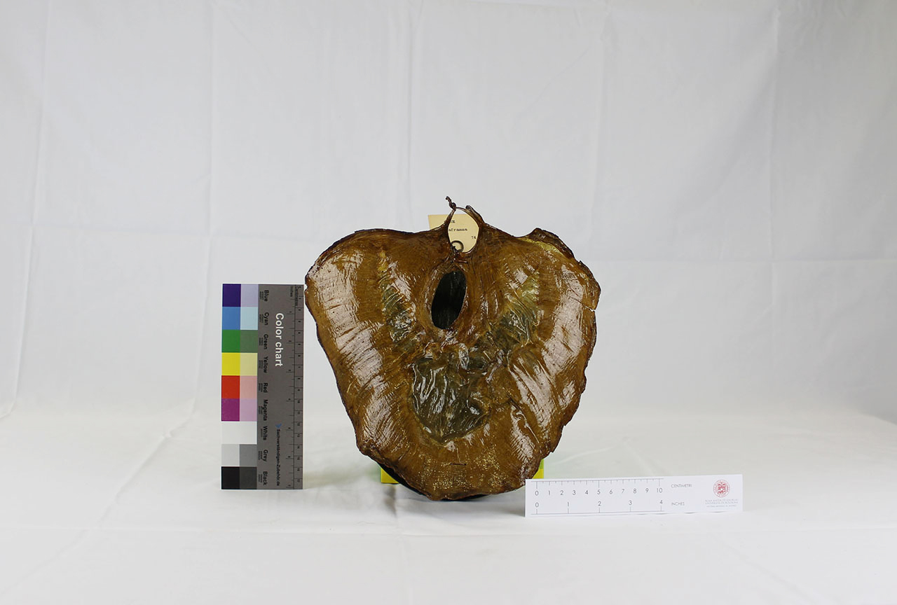 VERTEBRATI/ MAMMIFERI/ cane (esemplare)