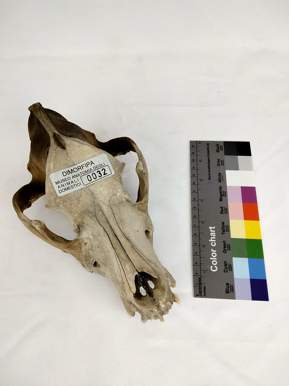 VERTEBRATI/ MAMMIFERI/ cane (esemplare)