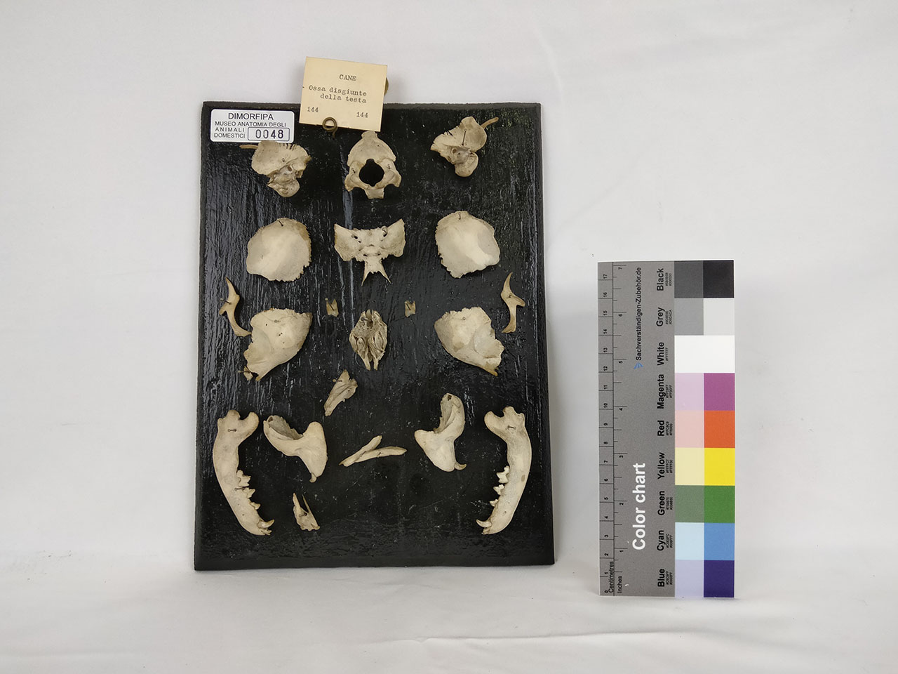 VERTEBRATI/ MAMMIFERI/ cane (serie)