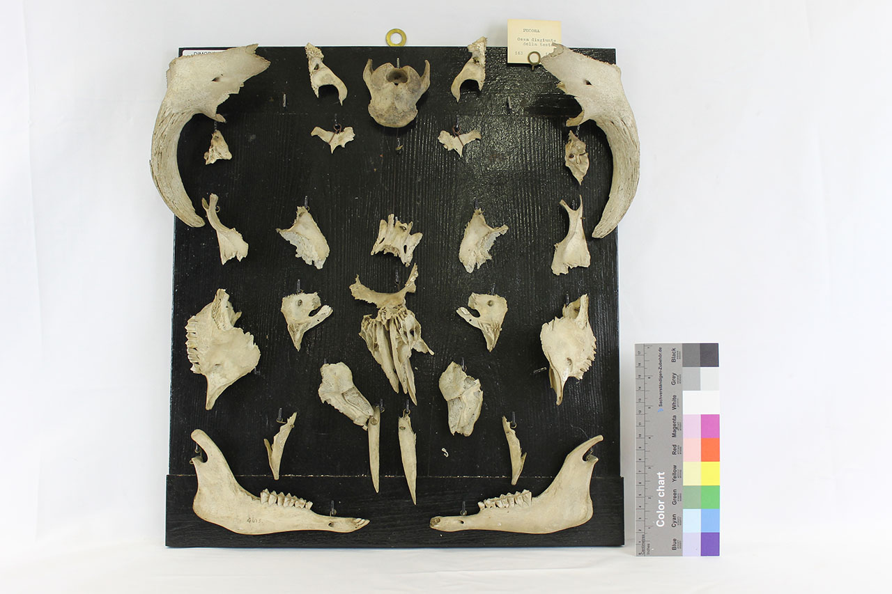 VERTEBRATI/ MAMMIFERI/ pecora (serie)