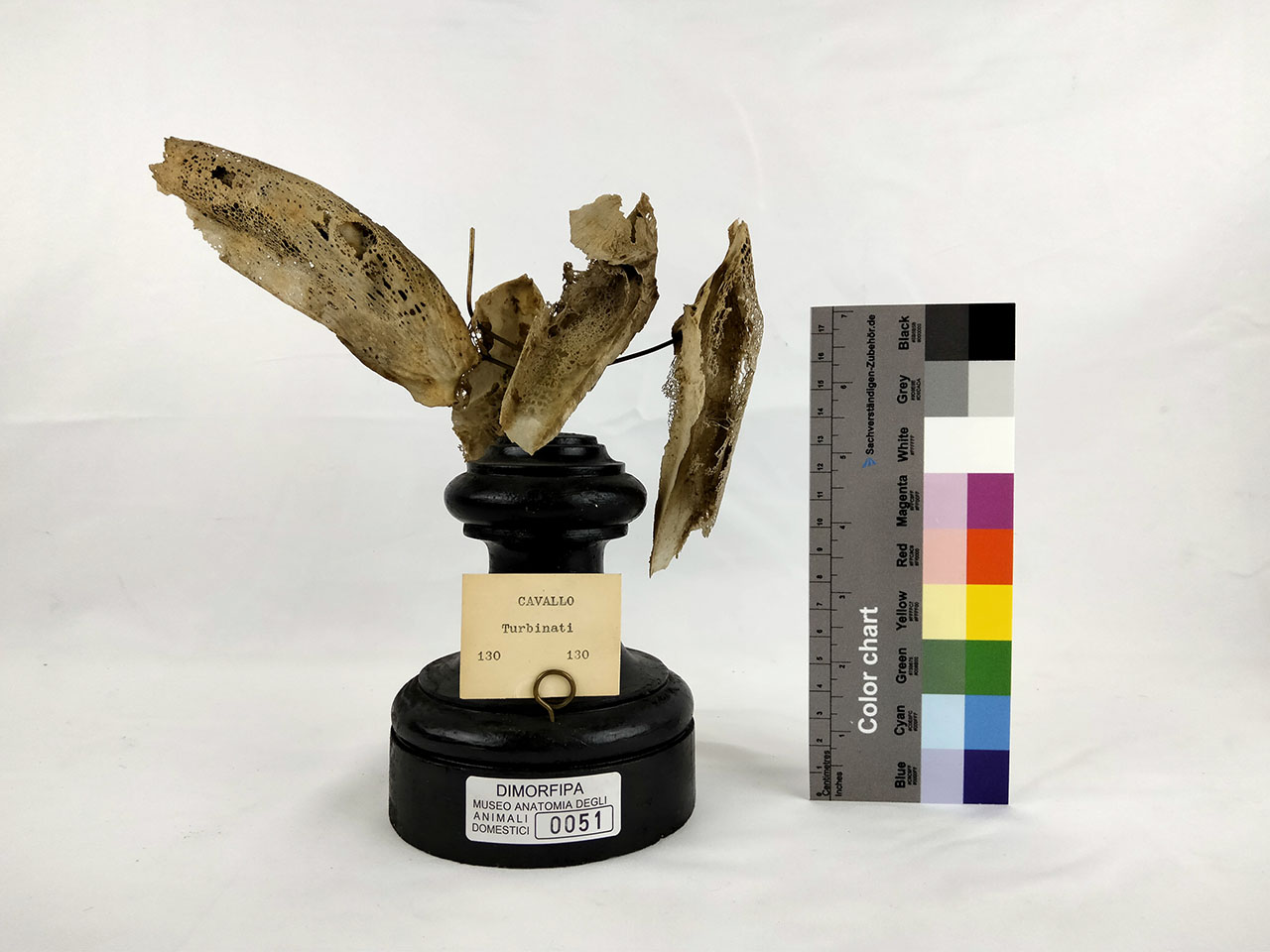 VERTEBRATI/ MAMMIFERI/ cavallo (esemplare)
