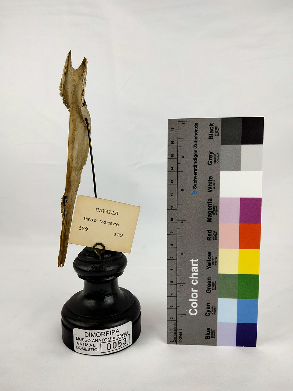 VERTEBRATI/ MAMMIFERI/ cavallo (esemplare)