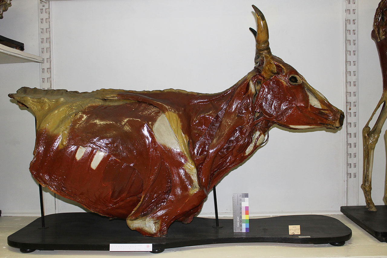 VERTEBRATI/ MAMMIFERI/ vacca (esemplare)