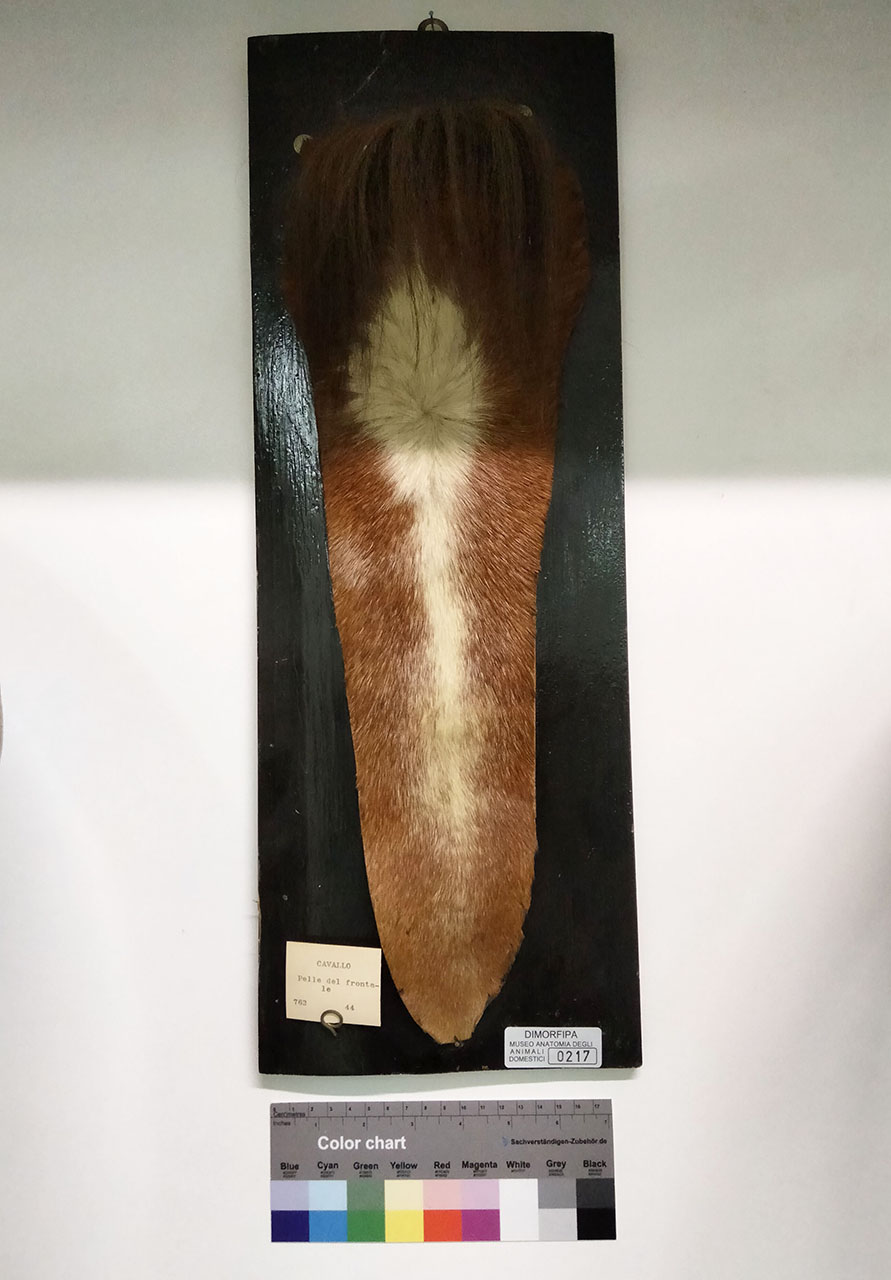 VERTEBRATI/ MAMMIFERI/ cavallo (esemplare)