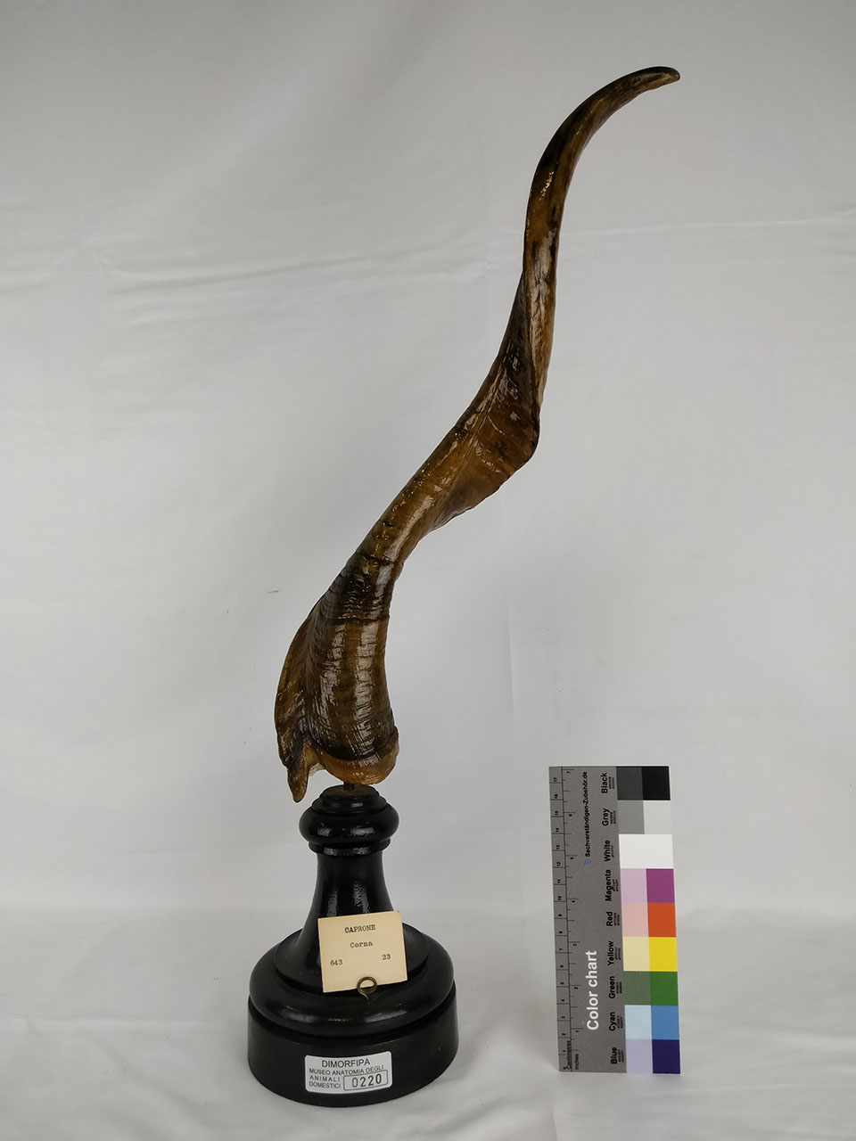 VERTEBRATI/ MAMMIFERI/ capra (esemplare)