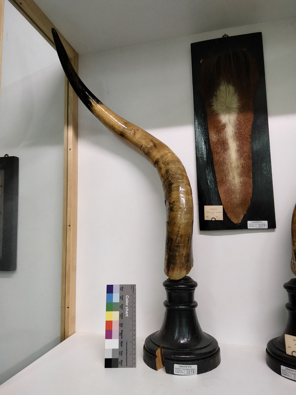 VERTEBRATI/ MAMMIFERI/ bue (esemplare)