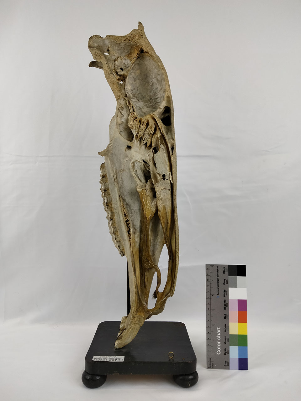 VERTEBRATI/ MAMMIFERI/ cavallo (esemplare)