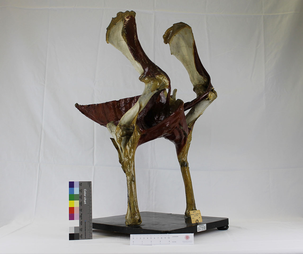 VERTEBRATI/ MAMMIFERI/ asino (esemplare)