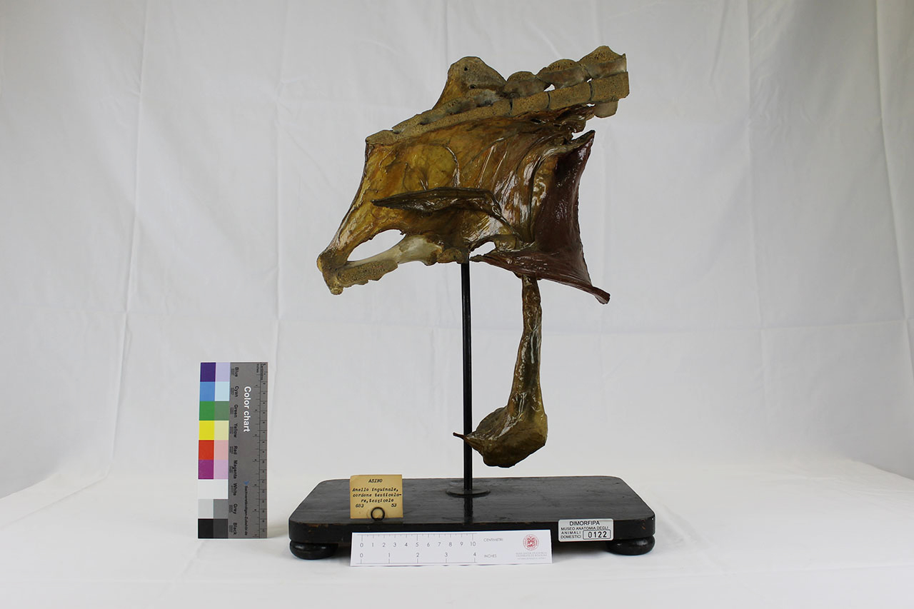 VERTEBRATI/ MAMMIFERI/ asino (esemplare)