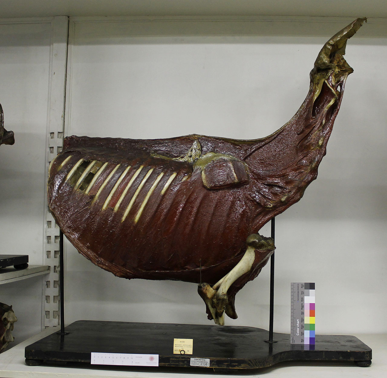 VERTEBRATI/ MAMMIFERI/ asino (esemplare)