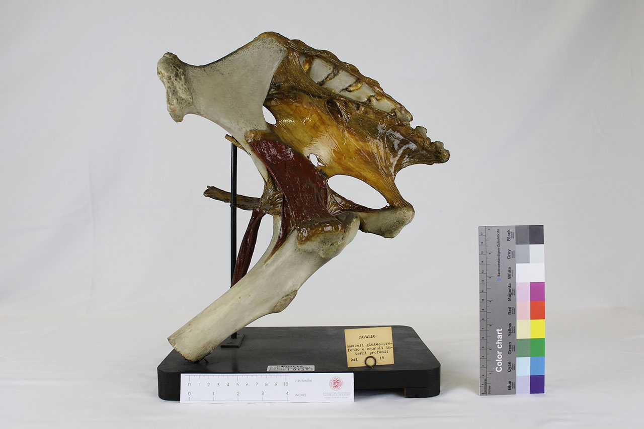 VERTEBRATI/ MAMMIFERI/ cavallo (esemplare)