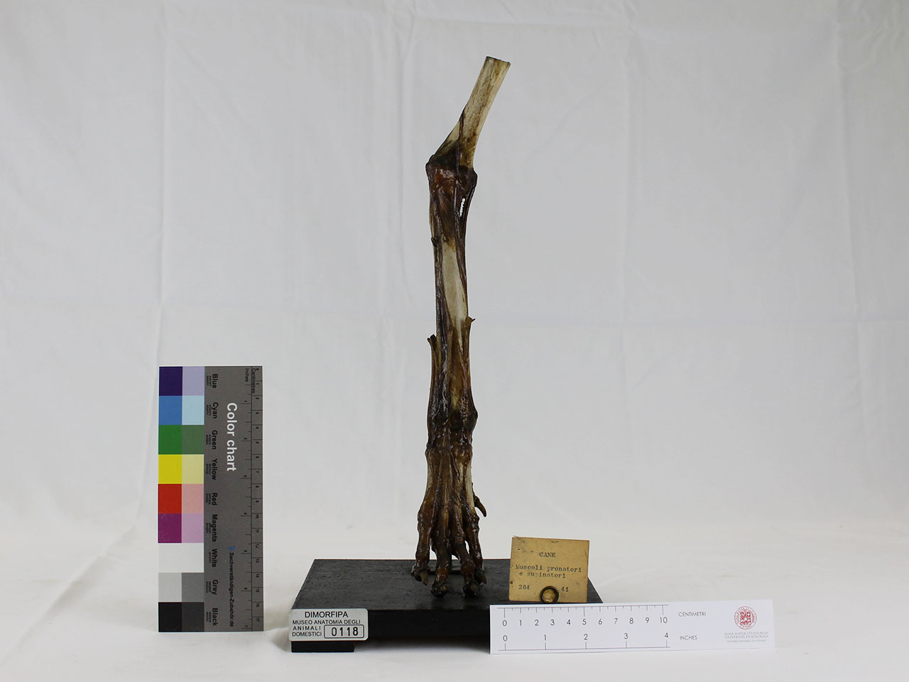 VERTEBRATI/ MAMMIFERI/ cane (esemplare)