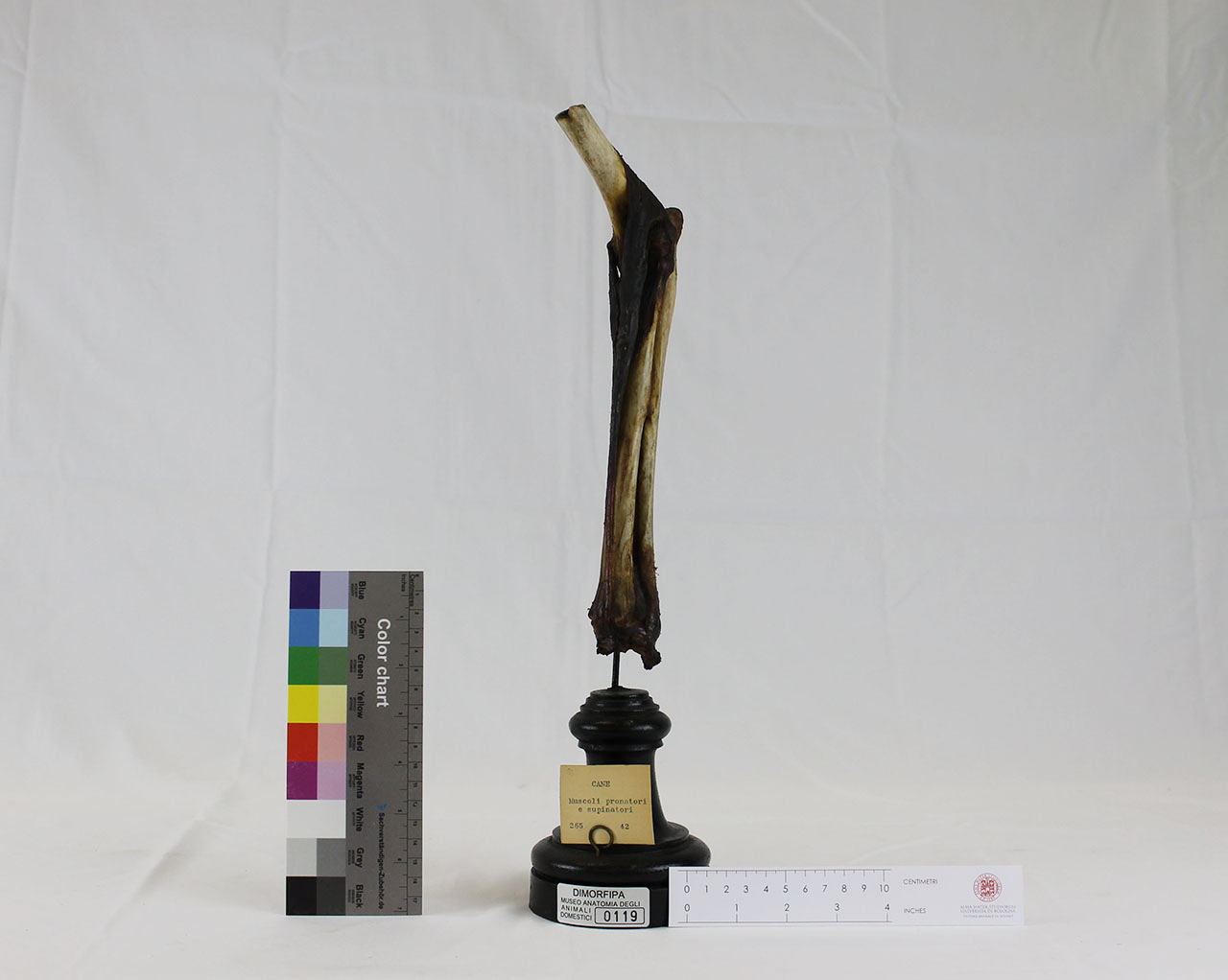 VERTEBRATI/ MAMMIFERI/ cane (esemplare)