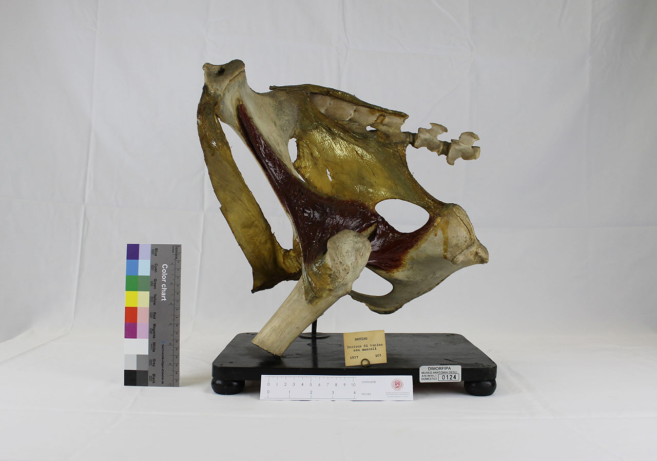 VERTEBRATI/ MAMMIFERI/ vacca (esemplare)