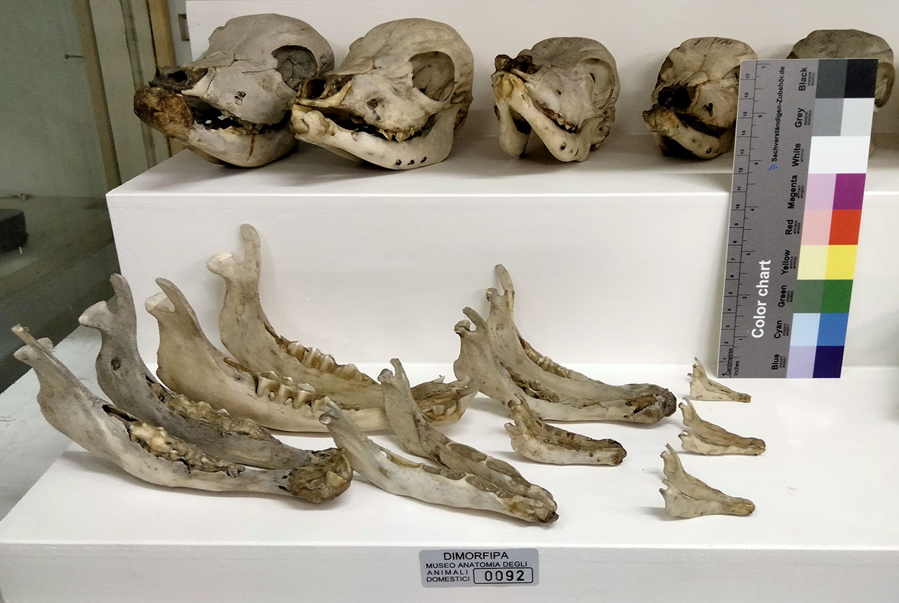 VERTEBRATI/ MAMMIFERI (serie)