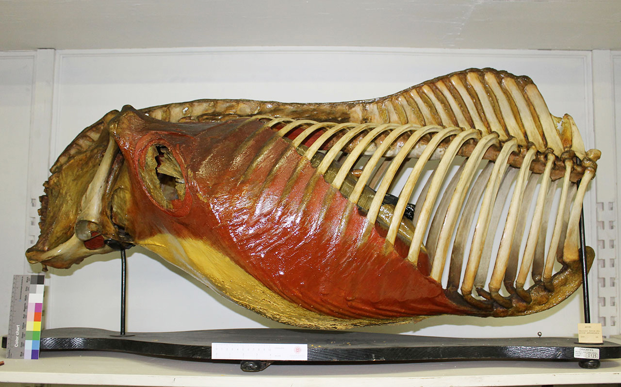 VERTEBRATI/ MAMMIFERI/ asino (esemplare)