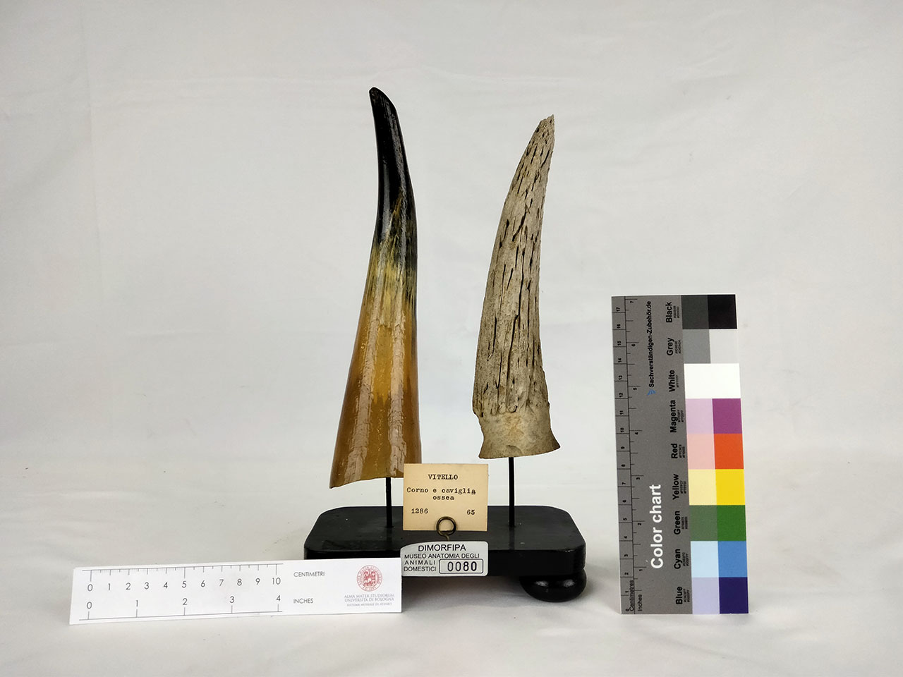 VERTEBRATI/ MAMMIFERI/ vitello (esemplare)