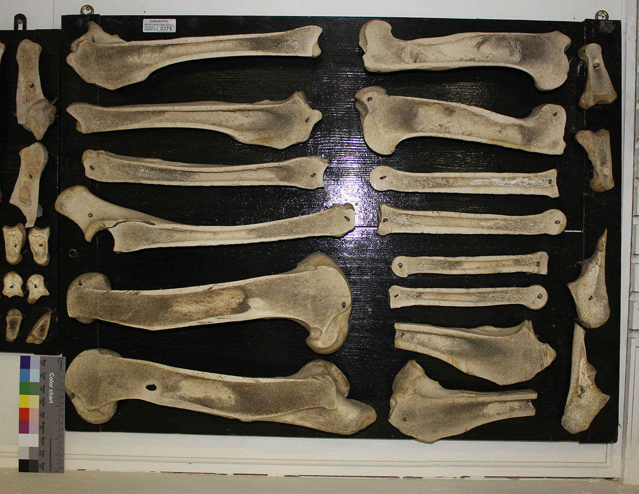 VERTEBRATI/ MAMMIFERI/ cavallo (esemplare)